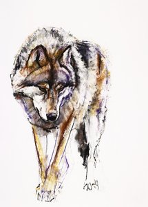 European Wolf (charcoal und conte på papper) av Mark Adlington