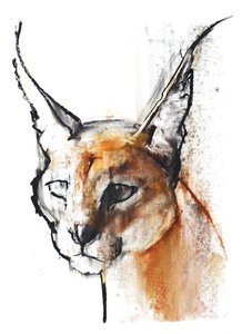 Feline (Arabian Caracal), 2009 (conte und charcoal på papper) av Mark Adlington
