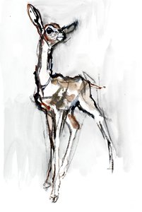 Gerenuk fawn, Sarara, 2018 av Mark Adlington