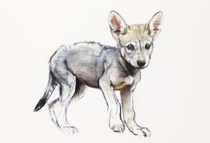 Hesitating Arabian Wolf Pup, 2009 (conte und charcoal på papper) av Mark Adlington