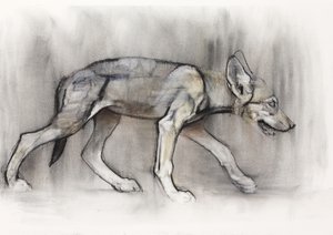 Lean Pup (arabisk varg), 2009 (conte und charcoal på papper) av Mark Adlington