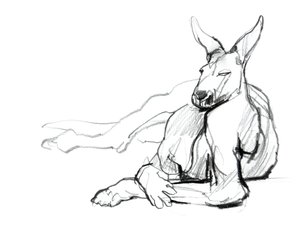 Vila idrottare (röd känguru), 2012, (grafit på papper) av Mark Adlington