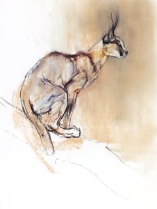 Sittande Caracal, 2009 (conte und charcoal på papper) av Mark Adlington