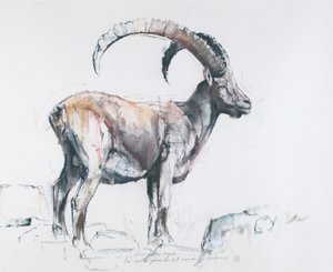 Venerando Stambecco, 2006 (charcoal und conte på papper) av Mark Adlington