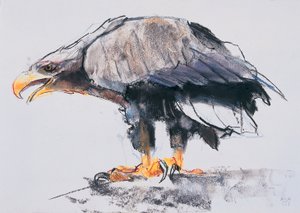 Havsörn, 2001 (charcoal und conte på papper) av Mark Adlington