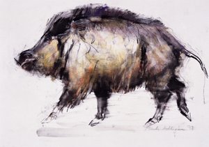 Vildsvin, 1999 (grafit, conte och kol på papper) av Mark Adlington
