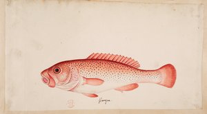 En fisk. av Mark Catesby