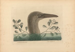En Thymelaea foliis obtusis; Anseri Bassano &c: The Great Booby, Plate 86 från "Natural History of Carolina, Florida, and the Bahama Islands", volym I, 2:a upplagan, London 1754 av Mark Catesby