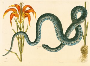 Anguis, the Wampum Snake, tallrik 58, vol. 1 från "Natural History of Carolina, Florida och Bahamas" av Mark Catesby