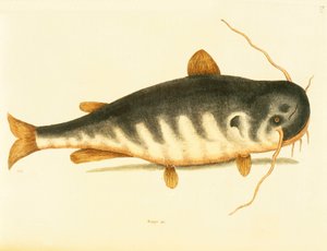 Havskatt, tavla 23, vol. 1 från "Natural History of Carolina, Florida and the Bahamas". av Mark Catesby