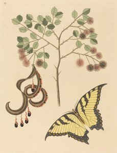Kattklo (Mimosa circinalis) av Mark Catesby