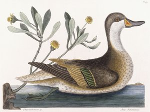 Krysantemum &c av Mark Catesby