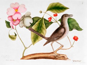Kornell: Cornus florida och hånfulla fågel från Carolinas naturhistoria (1730-48)