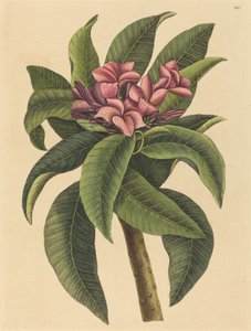 Röd Frangipanni Plumeria rubra, publicerad 1731-1743. av Mark Catesby