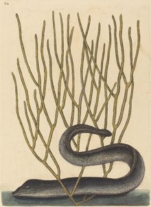 Den svarta Murayen av Mark Catesby