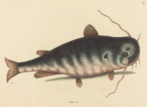 Kattfisken Silurus catus, publicerad 1754. av Mark Catesby