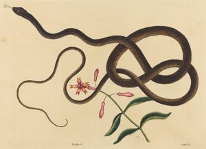 The Coach-Pisk Snake (Coluber flagellum) av Mark Catesby