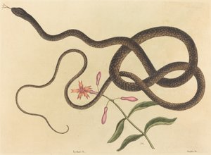 Coach-piska Snake Coluber flagellum, publicerad 1731-1743. av Mark Catesby
