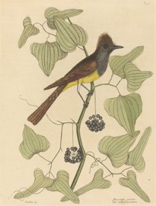 The Crested Flugsnappare Muscicapa cristata, publicerad 1754.