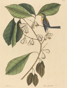 The Finch Creeper (Parus americanus) av Mark Catesby