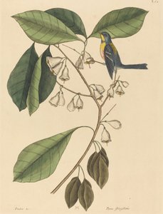 Finkrankan Parus americanus, publicerad 1731-1743. av Mark Catesby