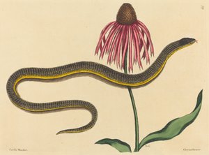 Glasormen (Anguis ventralis) av Mark Catesby