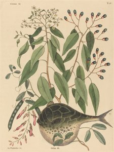 The Globe Fish Tetrodon lagocephalus, publicerad 1731-1743. av Mark Catesby