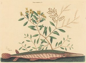 The Green Gar Fish Esox osseus, publicerad 1731-1743. av Mark Catesby
