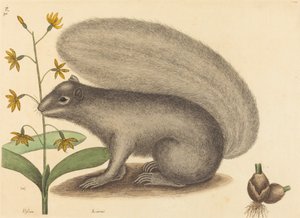 The Grey Fox Squirrel Sciurus cinereus, publicerad 1731-1743. av Mark Catesby
