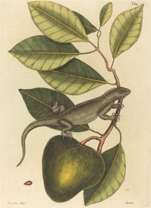 Guanan (Iguana Lizard)