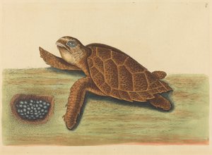 The Hawks-bill Turtle Testudo caretta, publicerad 1731-1743. av Mark Catesby