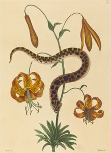 Hog-nose Snake (Boa contortrix) av Mark Catesby