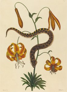 The Hog-nose Snake Boa contortrix, publicerad 1731-1743. av Mark Catesby