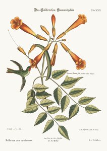 Kolibrien, 1749-73 av Mark Catesby