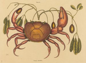 Landkrabban Cancer ruricola, publicerad 1731-1743. av Mark Catesby