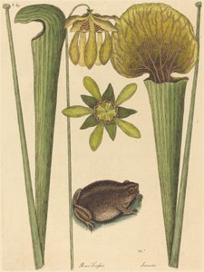 Landgrodan Rana, utgiven 1731-1743. av Mark Catesby