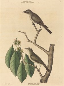 Den lilla bruna flugsnapparen av Mark Catesby