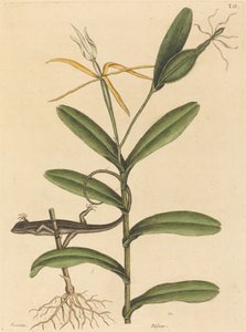 Lyonödlan (Lacerta 6-lineata) av Mark Catesby