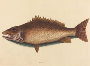 The Mangrove Snapper (Labrus griseus) av Mark Catesby
