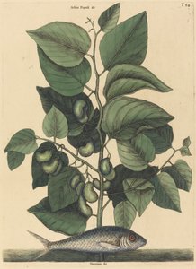 Pilchard Argentina carolina, publicerad 1731-1743. av Mark Catesby