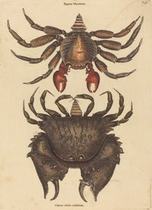 Den röda fläckiga stenkrabban (Cancer grapsus) av Mark Catesby