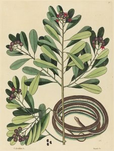 Bandormen (Coluber saurita) av Mark Catesby
