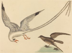 Risfågeln Emberiza oryzivora, publicerad 1731-1743. av Mark Catesby