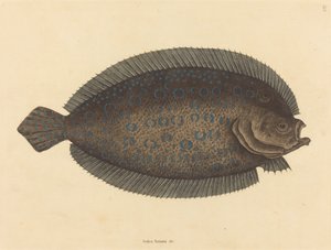 The Sole Pleuronectes lunatus, publicerad 1731-1743. av Mark Catesby