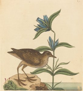 The Soree Rallus Virginianus, publicerad 1731-1743. av Mark Catesby