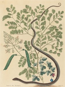 The Spotted Ribbon Snake Coluber nebulosus, publicerad 1731-1743. av Mark Catesby