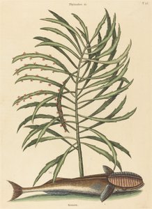 Den sugande fisken Echeneis naucratis, publicerad 1731-1743. av Mark Catesby