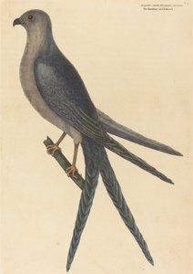 The Swallow Tail Hawk (Falco furcatus) av Mark Catesby