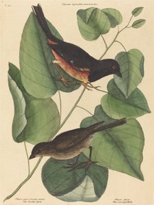 The Towhe Bird Fringilla erythrophthalma, publicerad 1754. av Mark Catesby