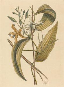 The Vanella (Forever Vanilla) av Mark Catesby
